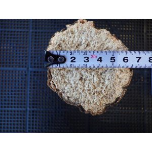 画像: 色虫、ヒラタなど柔らかめを好む種に最適な産卵飼育材☆クヌギ SSサイズ１本の単価